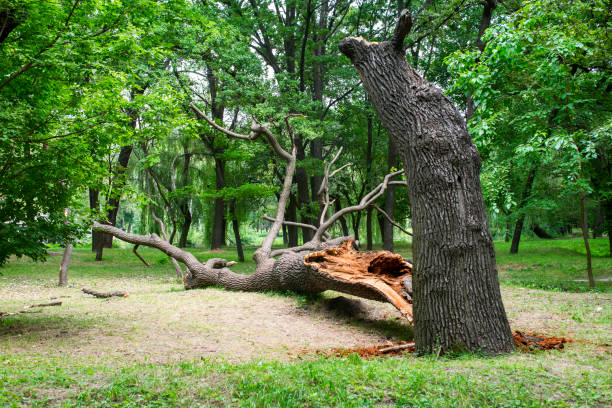 How Our Tree Care Process Works  in  Northwood, OH